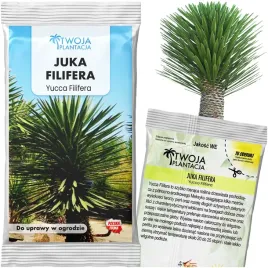 juka-filifera-nasiona-juka-olbrzymia-yucca-filifera-5-swiezych-nasion