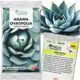 mrozoodporna-agawa-agave-ovatifolia-jezyk-wieloryba-5-swiezych-nasion