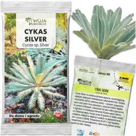 cykas-silver-srebrny-sagowiec-cycas-sp-silver-thai-silver-sago-1-nasiono