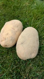 ziemniaki-denar-swieze-polskie-prosto-z-gospodarstwa-1-kg