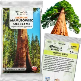 nasiona-sekwoja-mamutowiec-olbrzymi-ogromny-5-swiezych-nasion