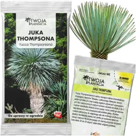 mrozoodporna-juka-thompsona-15-c-yucca-thompsoniana-5-swiezych-nasion
