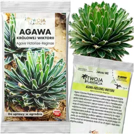agawa-krolowej-wiktorii-wielka-agave-victoriae-reginae-5-swiezych-nasion
