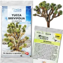 mrozoodporna-yucca-brevifolia-22c-juka-joshua-tree-drzewo-5-nasion