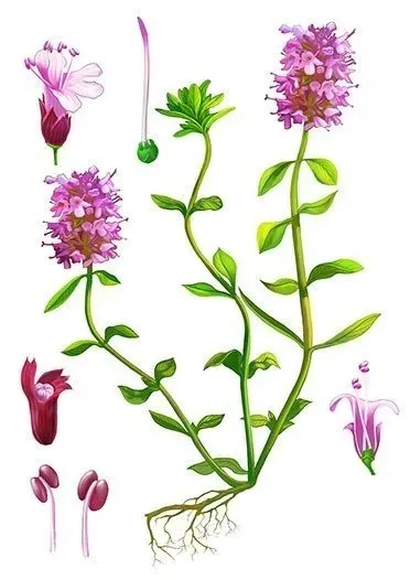 ecoblik-macierzanka-50g-bio-kraj-pochodzenia-polska