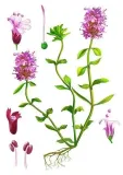 ecoblik-macierzanka-50g-bio-kraj-pochodzenia-polska