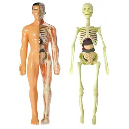 cialo-czlowieka-model-anatomiczny-szkielet-organy-3d-zestaw-edukacyjny