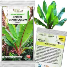 bananowiec-zielony-maurelli-ensete-ventricosum-green-3x-nasiona-banana