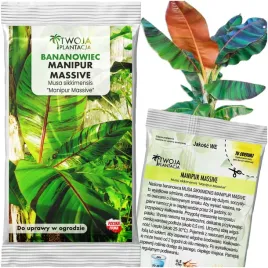 bananowiec-nasiona-banan-musa-sikkimensis-manipur-massive-nasiona-5-nasion