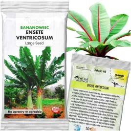 ensete-ventricosum-large-seed-banan-bananowiec-abisynki-3-swieze-nasiona