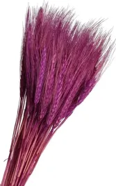 pszenzyto-fioletowe-suszone-zboze-klosy-palma-40-klosow-wielkanoc-az-40-cm