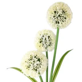 lampa-solarna-led-kwiat-czosnku-czosnek-wbijana-ozdoba-ogrodowa-72-cm-bialy