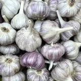 czosnek-harnas-1-kg-polski-zimowy-jadalny-do-sadzenia-tegoroczny