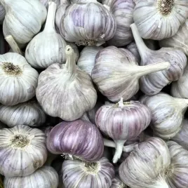 czosnek-harnas-1-kg-polski-zimowy-jadalny-do-sadzenia-tegoroczny