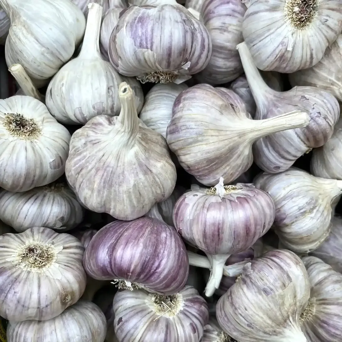 czosnek-harnas-1-kg-polski-zimowy-jadalny-do-sadzenia-tegoroczny