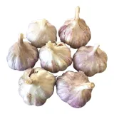 czosnek-harnas-1-kg-polski-zimowy-jadalny-do-sadzenia-tegoroczny-stan-nowy