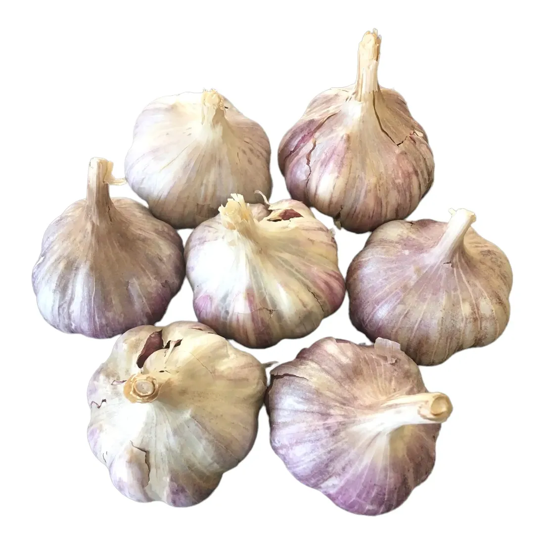 czosnek-harnas-1-kg-polski-zimowy-jadalny-do-sadzenia-tegoroczny-stan-nowy