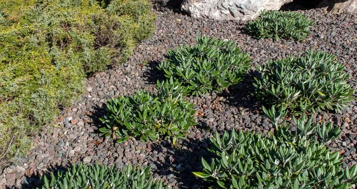 prawdziwa-lawa-wulkaniczna-do-ogrodu-20-60mm-15kg-zwir-grys-gardenstones-stan-nowy-waga-25-kg