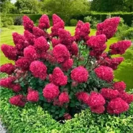 przepiekna-czerwona-hortensja-bonfire-hortensjowy-rarytas