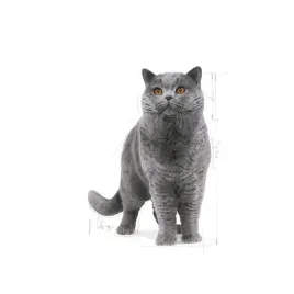 royal-canin-fbn-british-shorthair-adult-sucha-karma-dla-doroslego-kota-