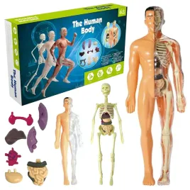 model-anatomiczny-czlowieka-3d-szkielet-organy-edukacyjny-dla-dzieci-nauka