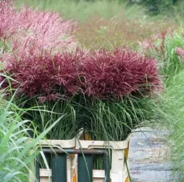 miskant-chinski-polonus-duza-sadzonka-c2-2l-polska-niezawodna-odmiana