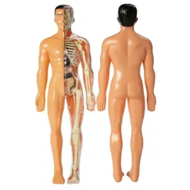 cialo-czlowieka-zestaw-model-anatomiczny-szkielet-organy-ludzkie-do-nauki