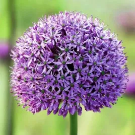 allium-czosnek-stratos-16-18-1szt-czosnki-ozdobne-fioletowy-pieknosc