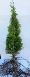 thuja-tuja-szmaragd-30-60cm-super-gesty-zywoplot