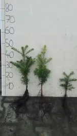 jodla-kalifornijska-abies-concolor-3lat-20-40cm