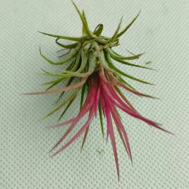 oplatwa-tillandsia-ionantha-6-cm