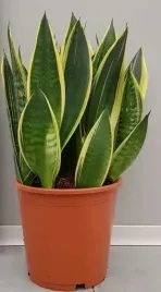 sansevieria-dark-diamond-21o-50cm-sanseweria