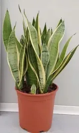 sansevieria-white-snow-21o-60cm-sanseweria