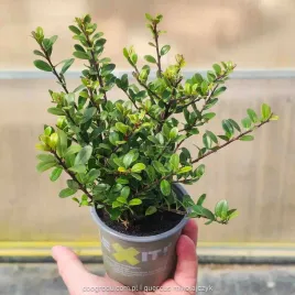 ostrokrzew-bukszpanowy-dark-green-p9-10-20cm-zamiennik-bukszpanu