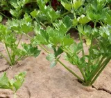 biowloknina-sciolkujaca-200g-m2-kod-producenta-5906874036143