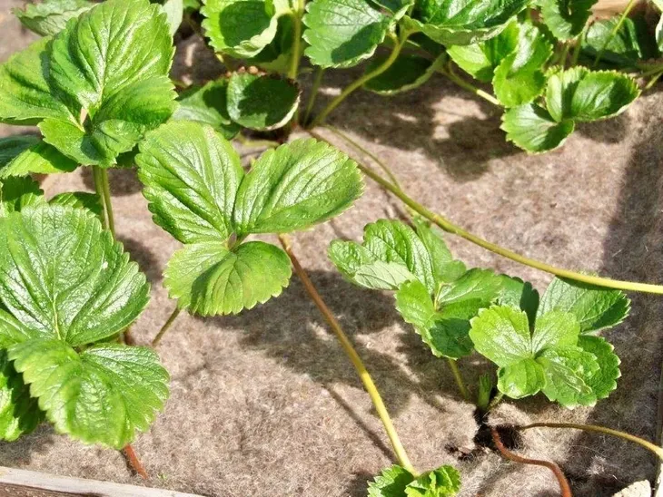 biowloknina-sciolkujaca-200g-m2-dlugosc-dluzszy-bok-200-cm