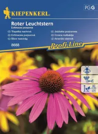 jezowka-purpurowa-roter-leuchtstern-8688