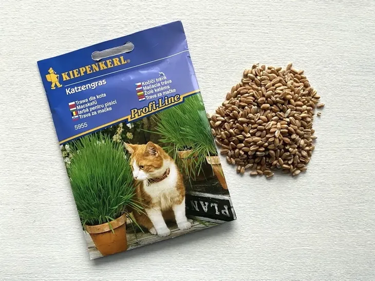 trawa-dla-kota-8875-odmiana-inna