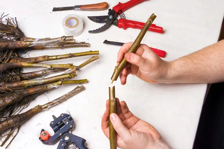 sekator-do-szczepien-tasma-stan-nowy-zasilanie-inne