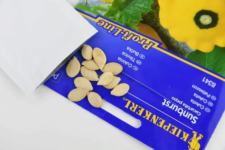 cukinia-sunburst-8340-st-stan-nowy