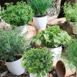 mieszanka-ziol-8597-st