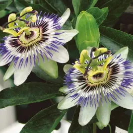passiflora-meczennica-pnacze-wieloletnie-piekne-kwiaty-8791