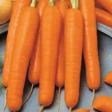 marchew-flyaway-8388-st