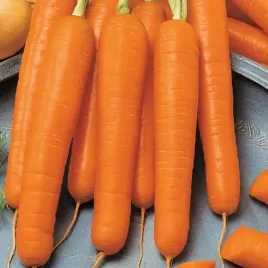 marchew-flyaway-8388-st