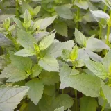 mieta-koreanska-8534-st