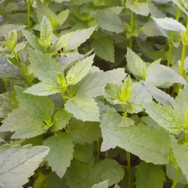 mieta-koreanska-8534-st