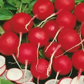 rzodkiewka-vitessa-na-tasmie-5-m-8433-st