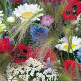 mieszanka-kwiatow-polnych-8863