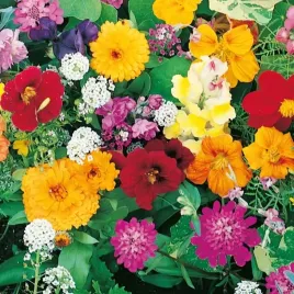 mieszanka-na-rabaty-last-minute-8853