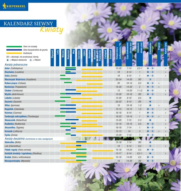 aksamitka-goldzwerg-8808-stan-nowy